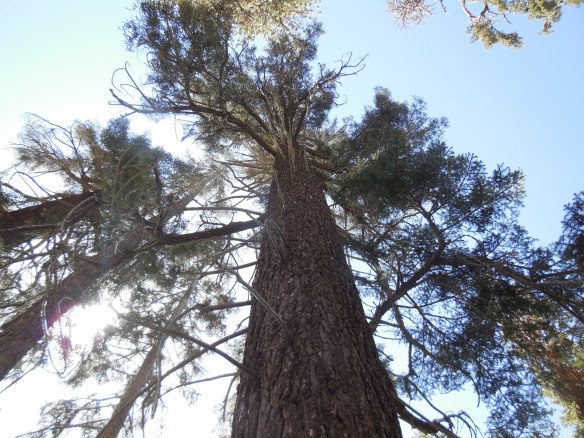 Looking Up, Sequoia 2014